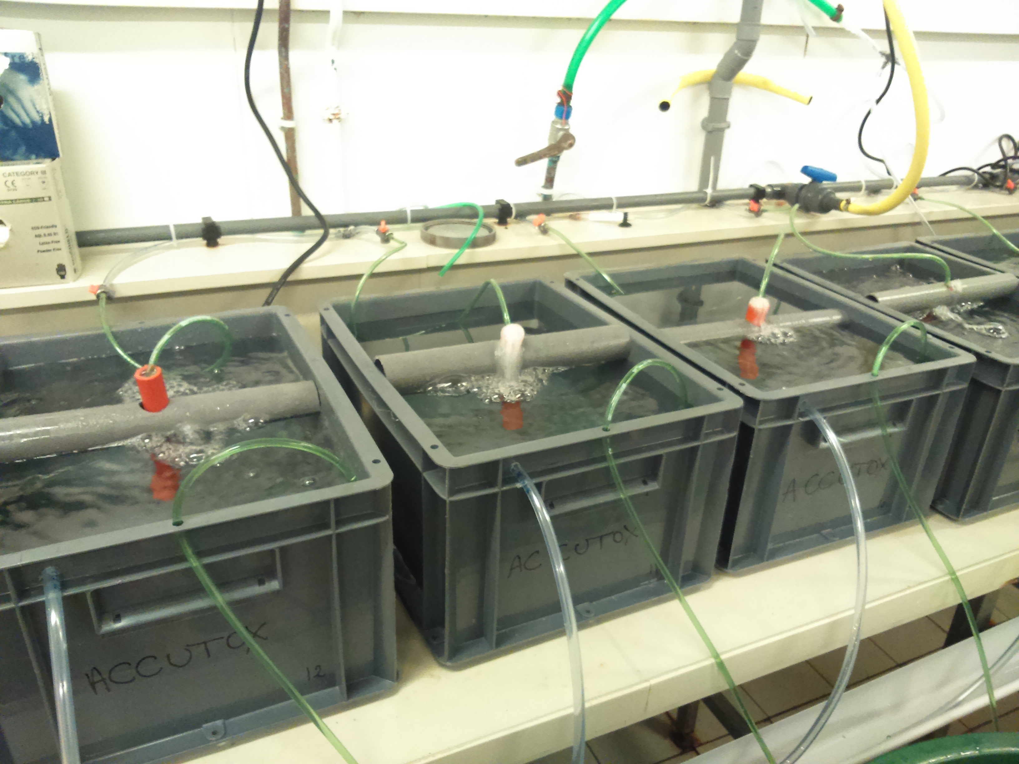 Experimental oysters exposed to A. minutum