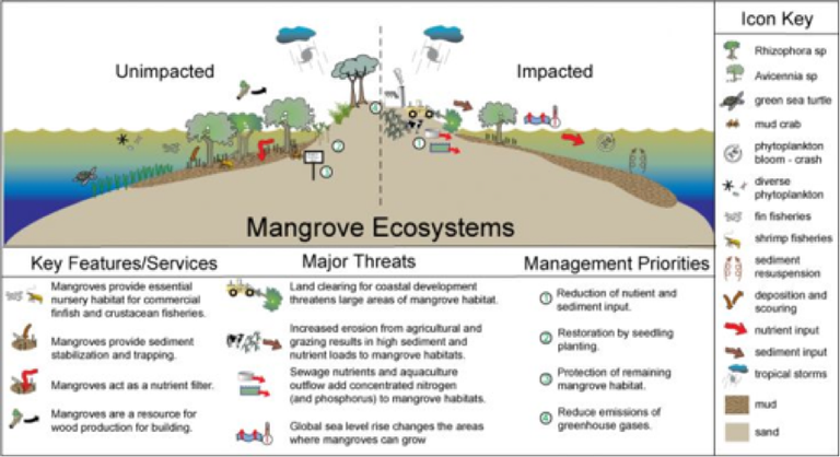 Mangrove ecosystem services must be addressed in an interdisciplinary way