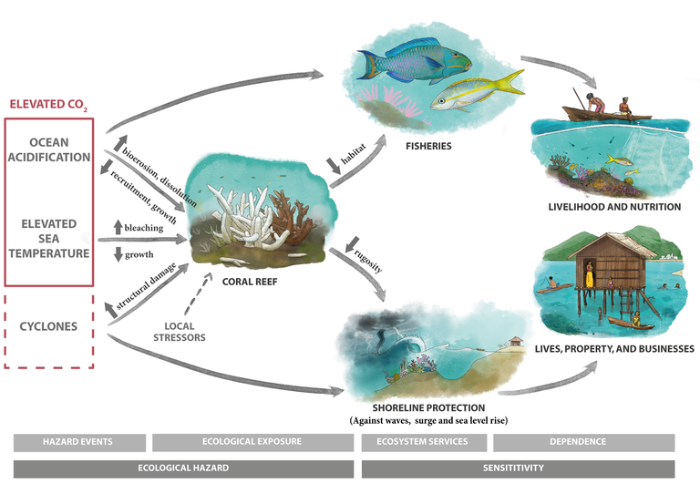 Picture showing the dependance of people on coral reefs and how a high CO2 concentration exacerbate this dependance.