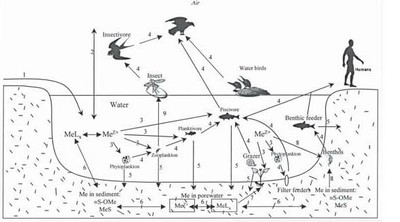 Figure 1: Modèle conceptuel pour les ETM dans les milieux aquatiques.