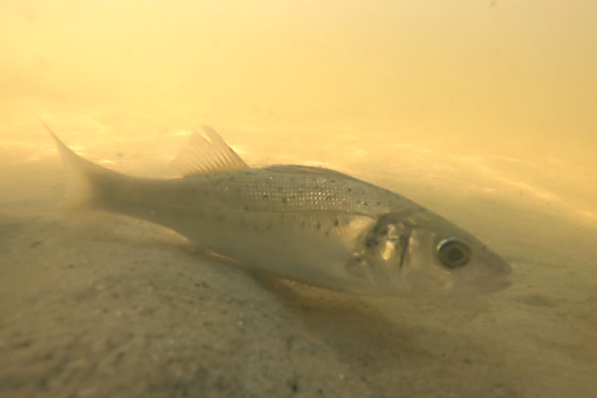 Nursfish_1