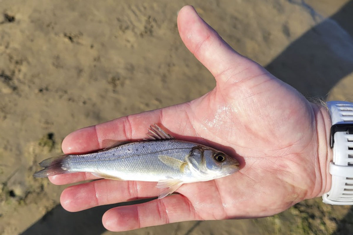 Nursfish_3