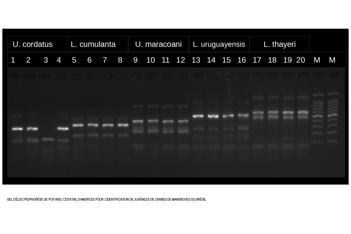 Biomol-10