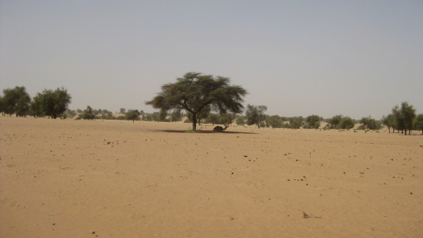 ELD (Economics of Land Degradation) Initiative ReGreening Africa - Niger et Sénégal