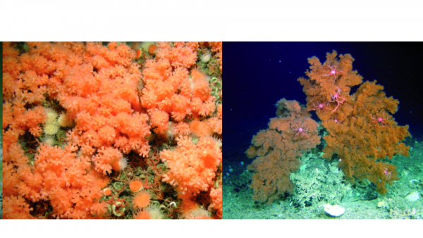 Exposition sur les récifs coralliens fossiles et actuels